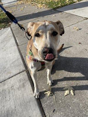 Stella during her walk!