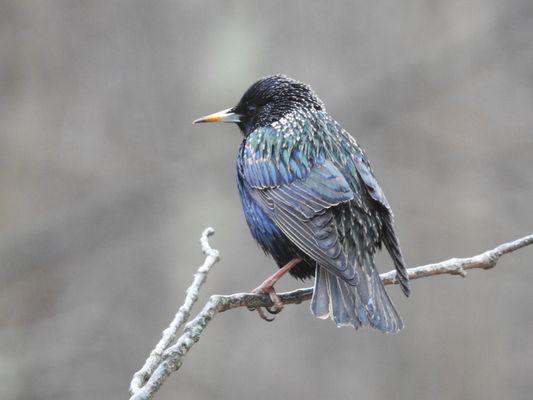 European Starling