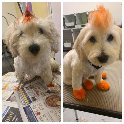 Before and After Coloring Mohawk and Feet Orange