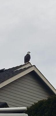 Just a bald eagle at work checking us out