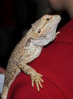 We see many small non-traditional pets such as birds, reptiles and other exotics.