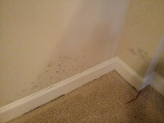 MOLD health hazards brewing in apartment 10525.