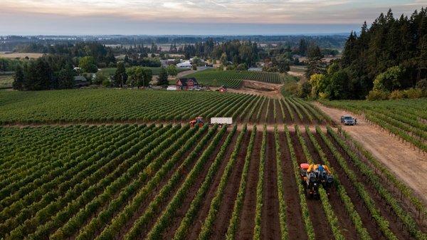 Sokol Blosser Winery |  Willamette Valley Wine Tastings | Open till 4 pm, Reservations and Walk-Ins Welcome