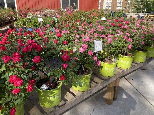 Lots of flowers and shrubs to choose from