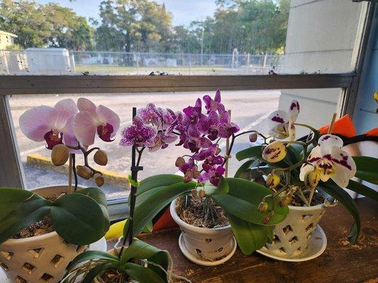 Classroom Orchids