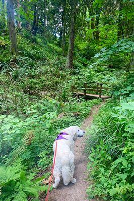 Hiking on the waterfall trail, Paradise Point State Park