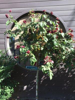 Dead rose bush. Again, thank you HOA!! You're doing a fabulous job!!