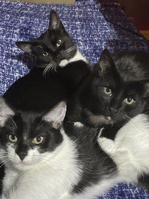 Moo, Willis & Franklin (left to right) I sure hope they were adopted together. These boys are the most amazing cats!