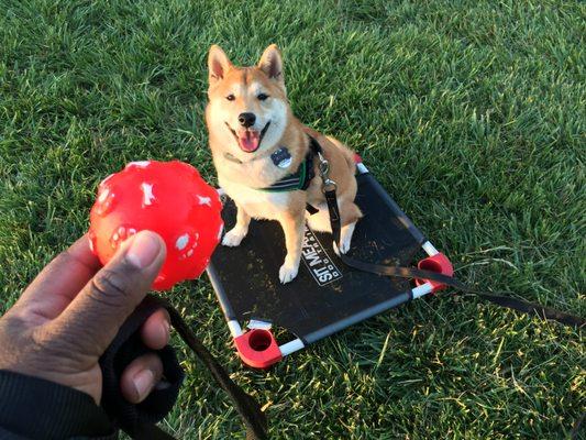 Miyu and I, putting in work.  I am convinced that the results of this training saved her life. Thanks to Ryan and Sit Means Sit!