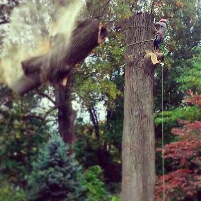 McCreesh Tree Service, Inc. Removing a large tulip poplar with major trunk rot in Trevose, PA