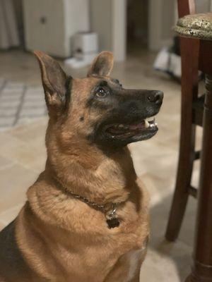 After the groomer... waiting for her "Good Girl" treat!