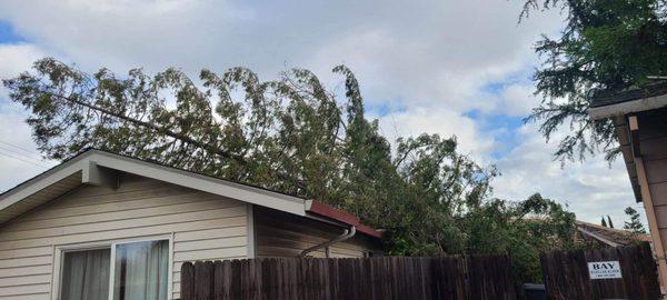 How much would it be to remove those tree? It fell on my roof..