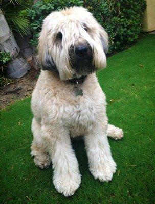 Stewy loves his natural lawn!