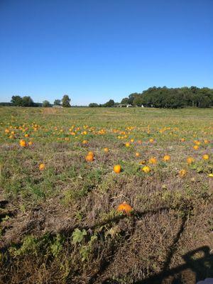 The pumpkin field