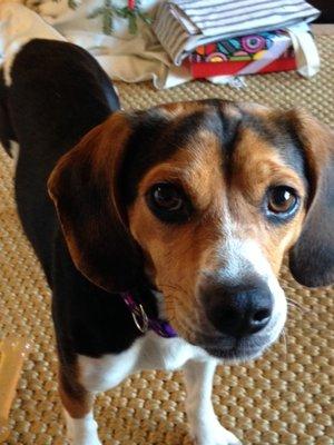 Maddie, Beagle