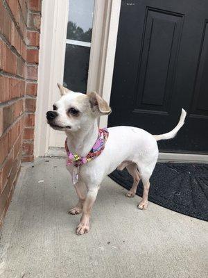 Alphie after his fresh cut by the lovely people at Pet Laundry