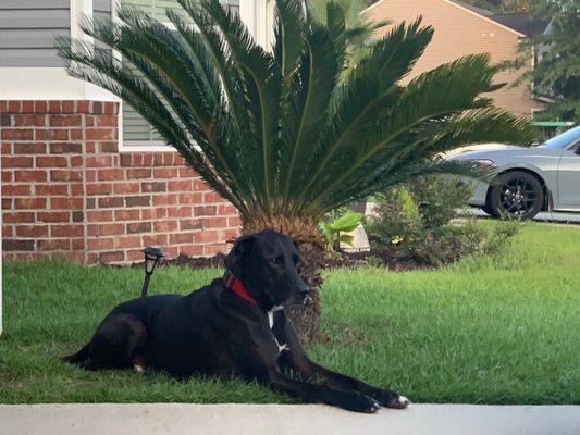 After seeing A DIFFERENT VET!! A healthy beautiful dog. THANKS VCS SUMMERVILLE SC FOR SAVING MARLINS LIFE