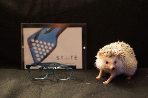 Introducing our new weekly Facebook/Instagram segment "Frames with Finn" featuring Redmond Eye Clinic's very own hedgehog Sir Finneus!