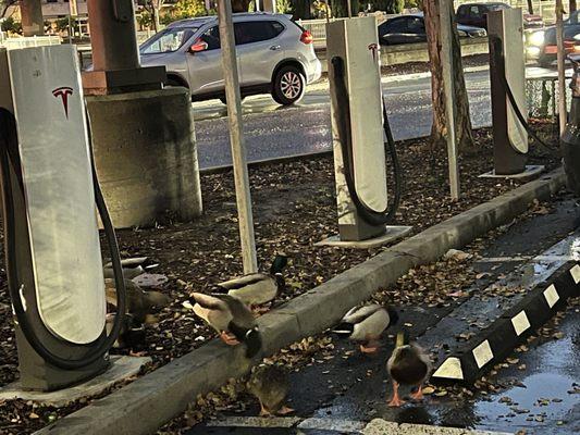 Ducks at Tesla Supercharger