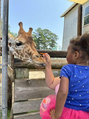 Giraffe feeding