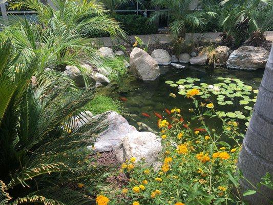 A Coy Pond In Front of the building