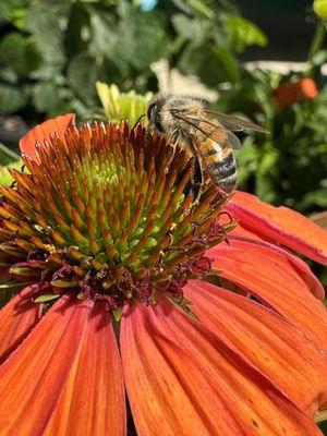 Coneflower