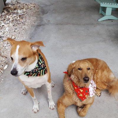 Lucky and Lily love going to palm harbor pet grooming