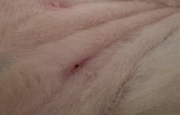 closer up pic of shaved off nipple