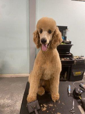 Doggie Styles Grooming Salon