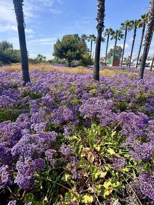 Solana Beach transit center--so beautiful this time of year!