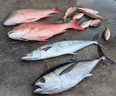 Mutton Snapper
Yellowtail Snapper
King Mackerel
Blackfin Tuna