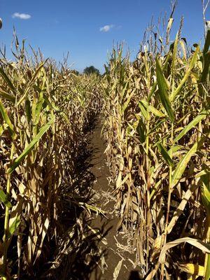 Corn maze