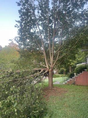 Bradford pear tree split