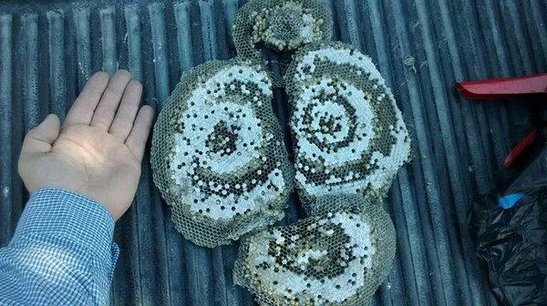 Wasp nest from wall void.