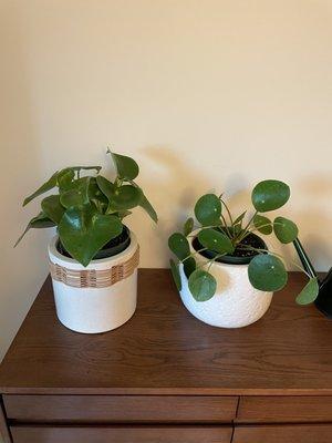 Two kinds of peperomias (pet safe!) super healthy, no bugs, thriving