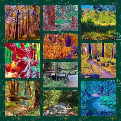 Montage of images from Butano State Park