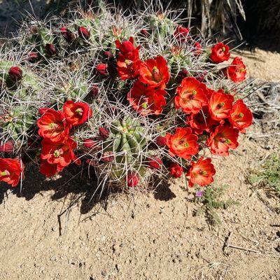 Flowering cactus.