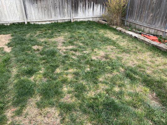 Extremely ruined lawn