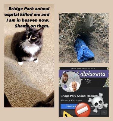 My cat was killed by bridge Park !