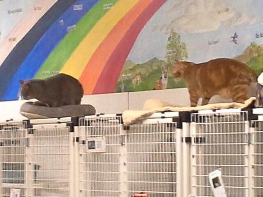 At the end of each rainbows there are all kinds of cats that would love to have a family to love at Homeless Animal Adoption.n