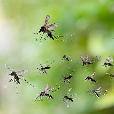 swarm of mosquitos in flight