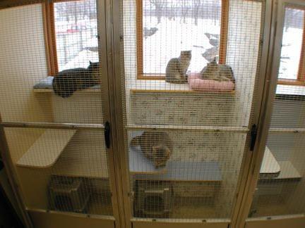 Our Cattery