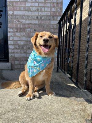 Our handsome boy, Charlie! Thank you, Art of Grooming!