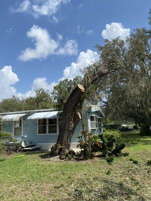 Removing a Oak Tree