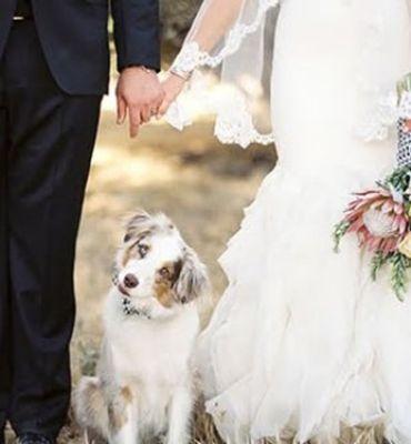 We offer pet care at your special day!