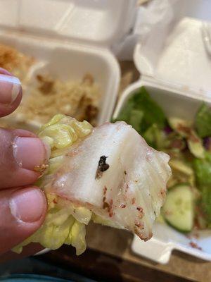 Insect in my salad