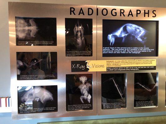 X-rays of animal injuries.