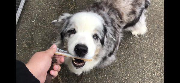 My dog eats a "good boy" cookie from the Barkery