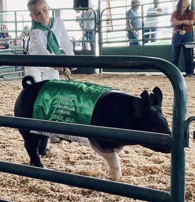 Award winning pig at county fair