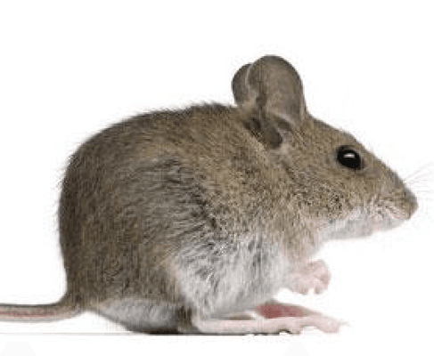 Protect Your Home or Business From Rodents Year Round By Partnering w/ Smithereen